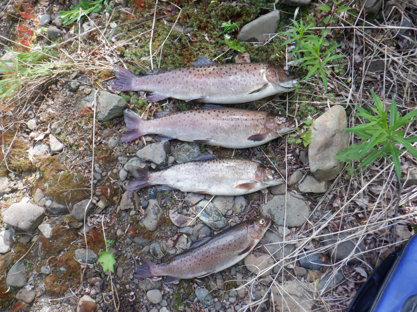DSCF8186.JPG