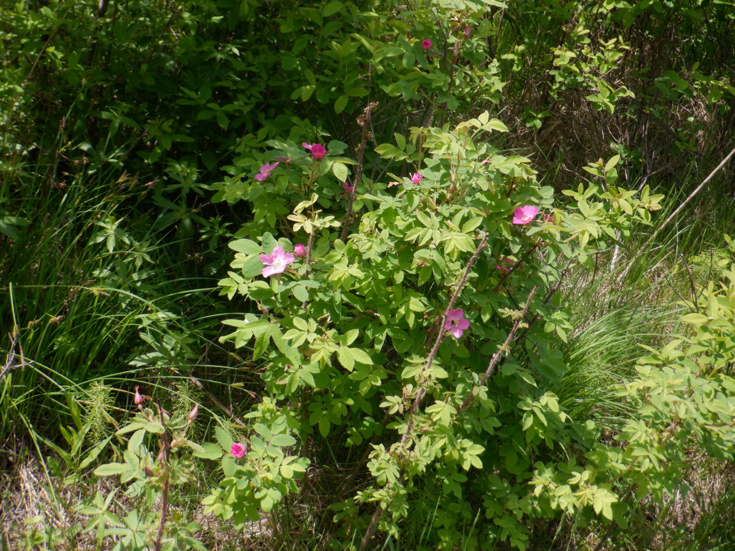 DSCF8194.JPG