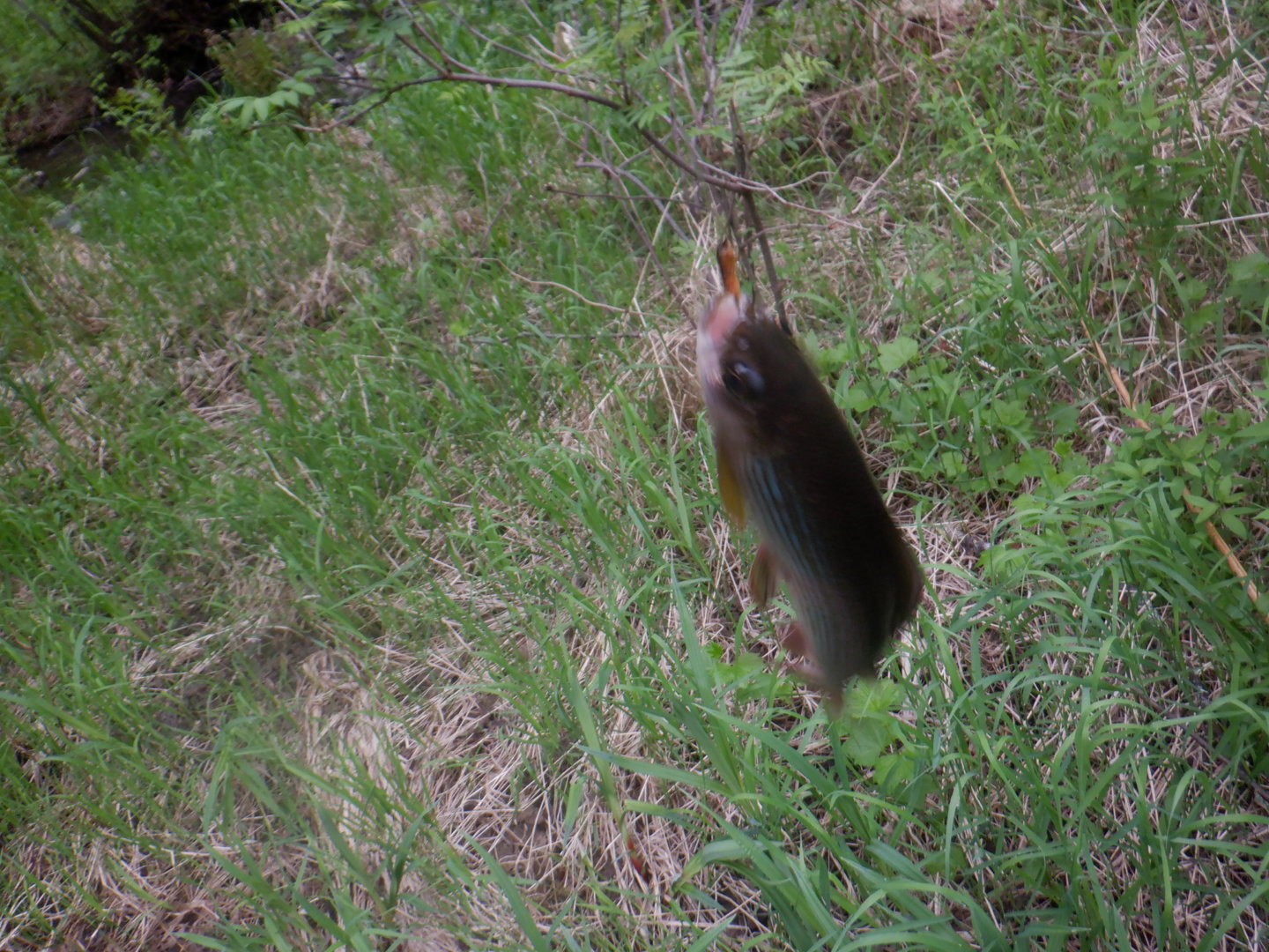 DSCF8198.JPG