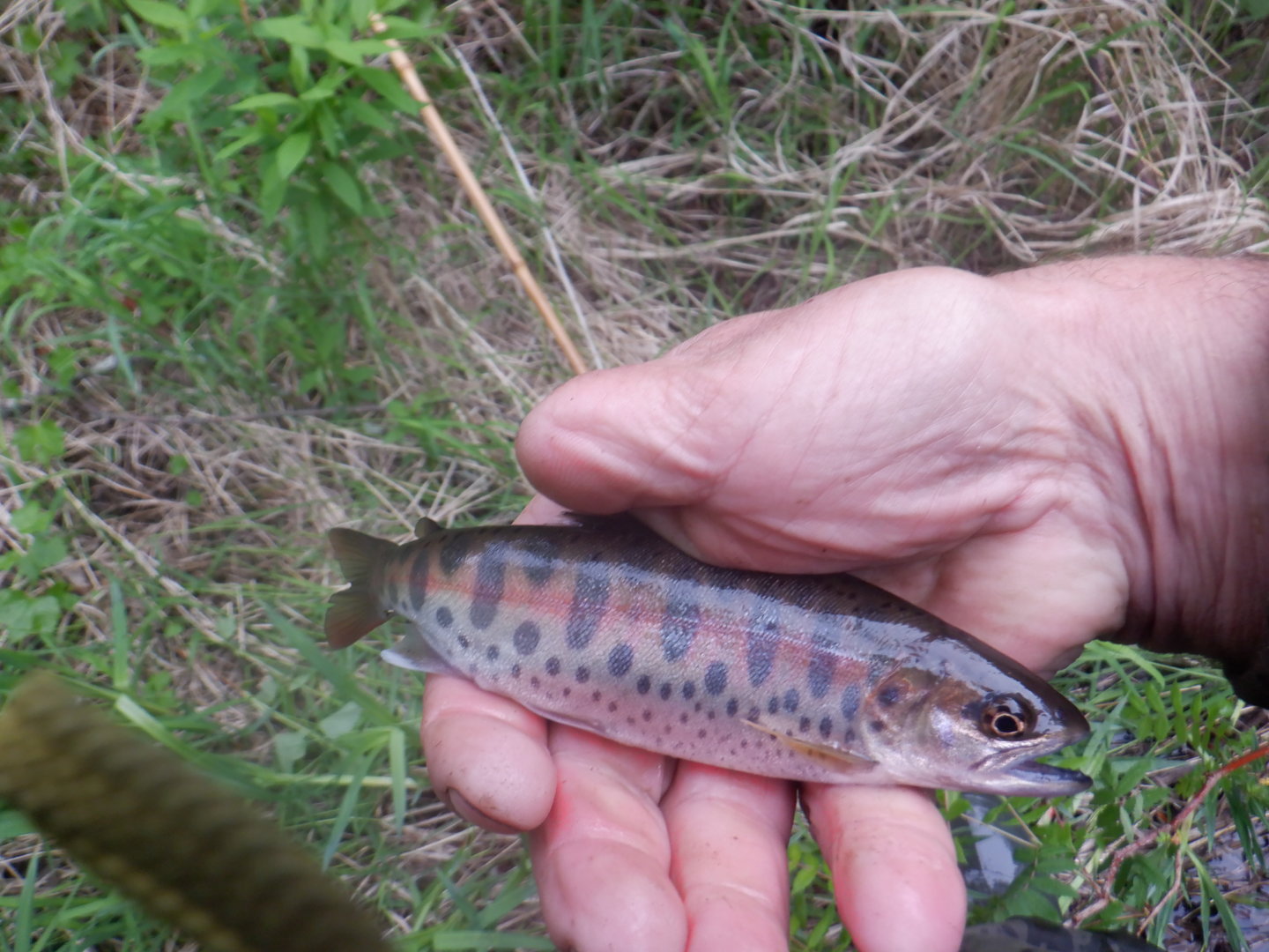 DSCF8199.JPG
