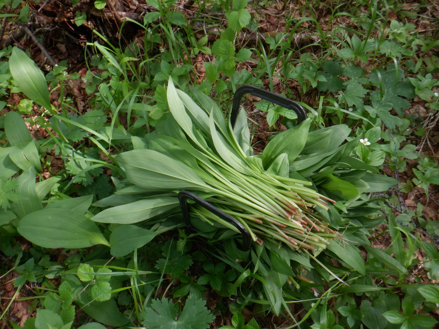 DSCF8203.JPG