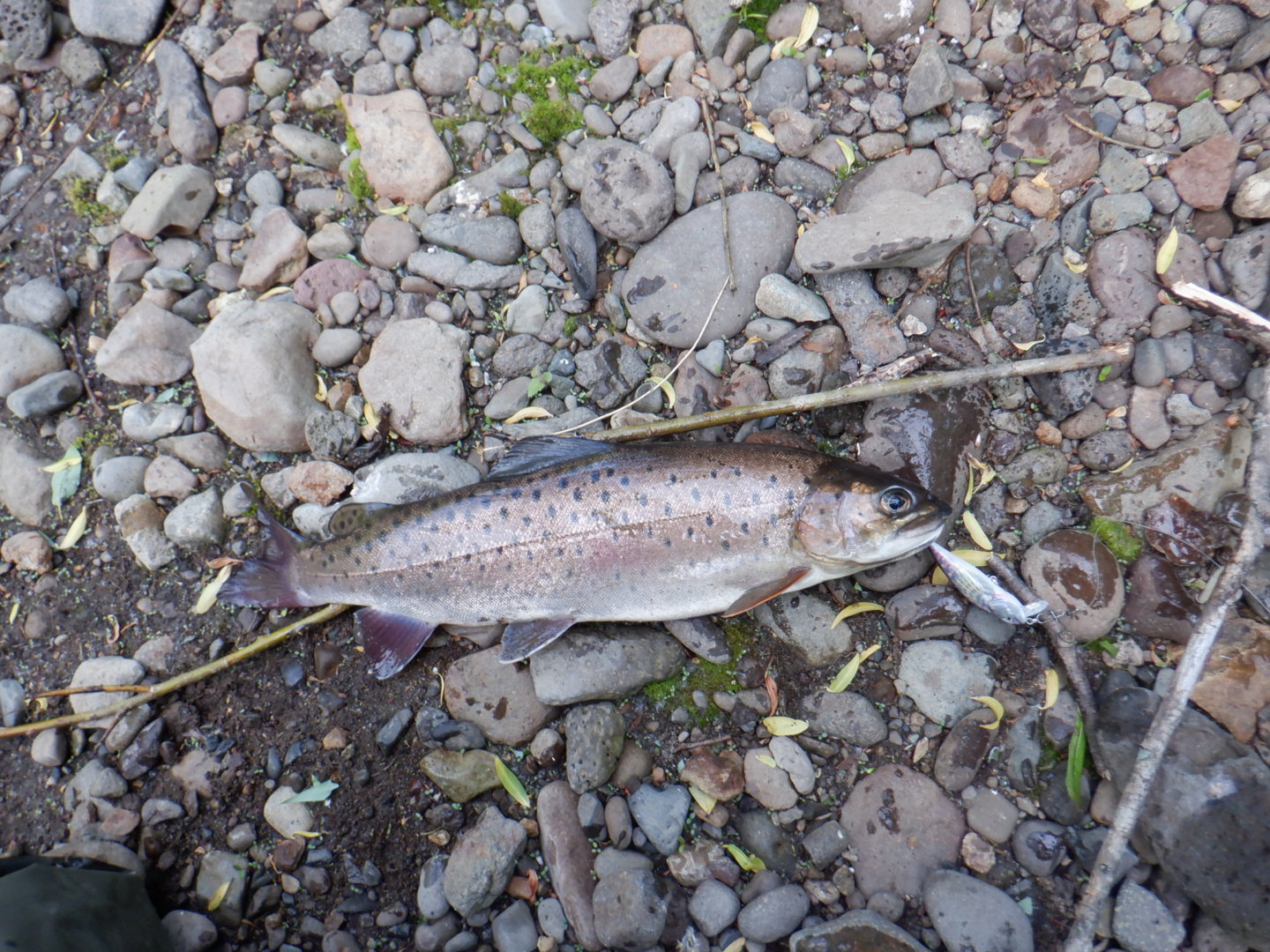 DSCF8211.JPG