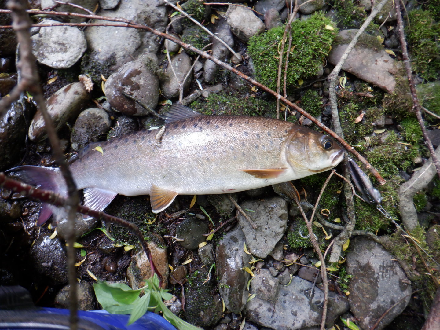 DSCF8212.JPG