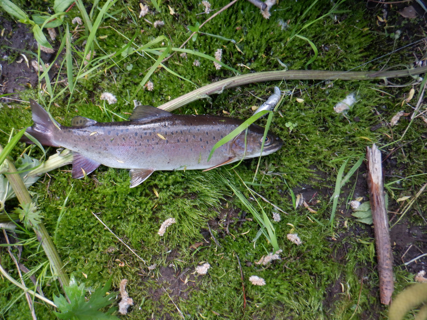 DSCF8213.JPG