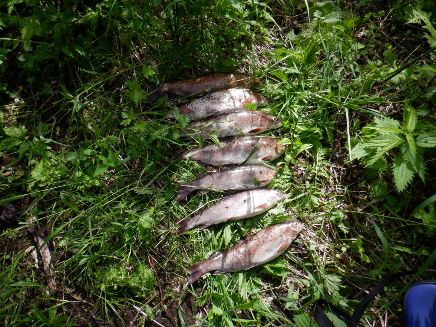DSCF8217.JPG