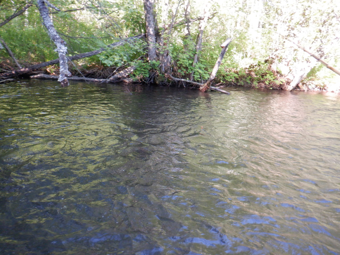DSCF8232.JPG