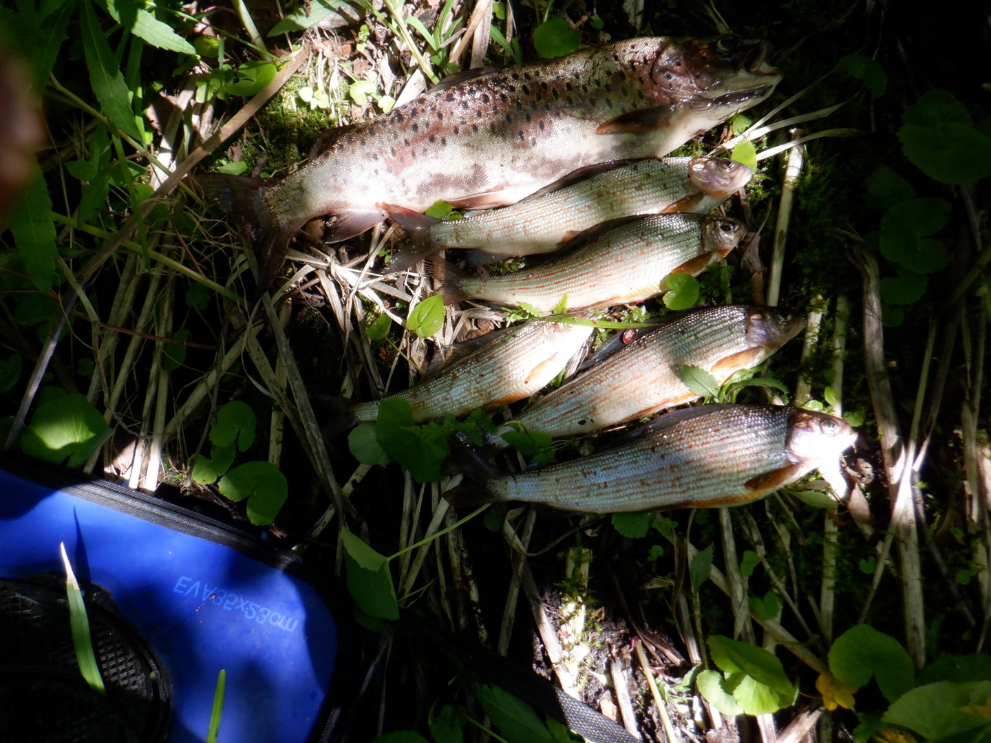 DSCF8243.JPG