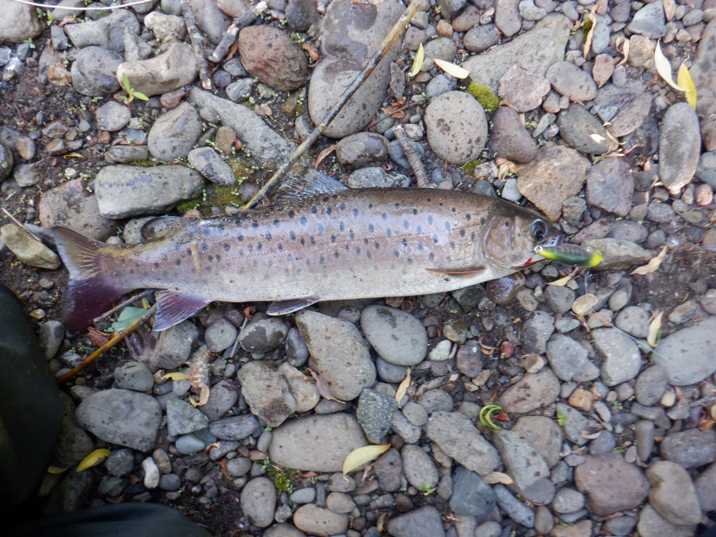 DSCF8253.JPG