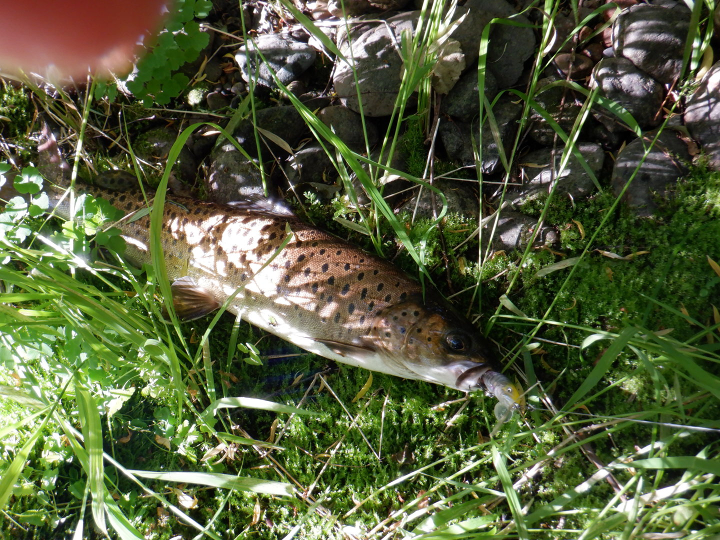DSCF8254.JPG