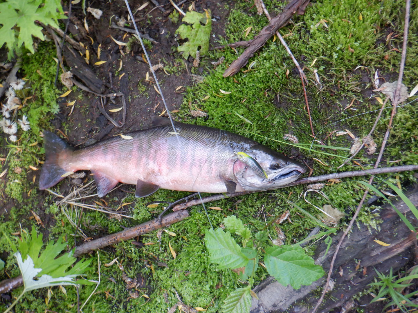 DSCF8255.JPG