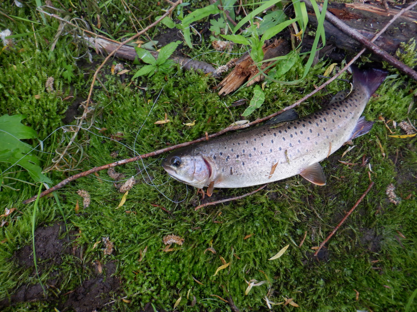 DSCF8256.JPG