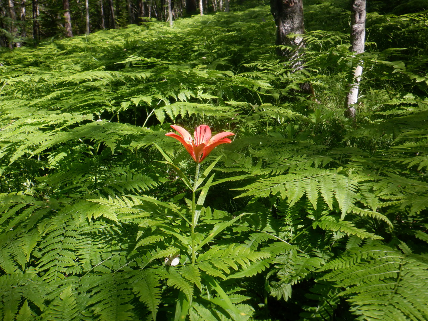 DSCF8264.JPG