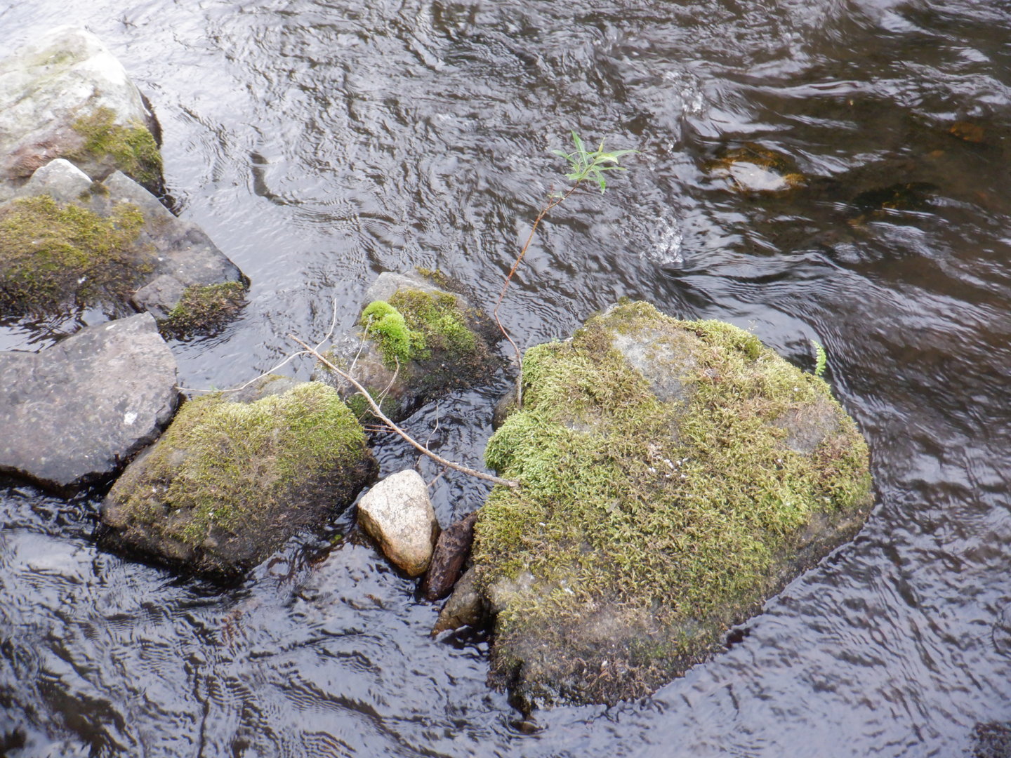 DSCF8331.JPG