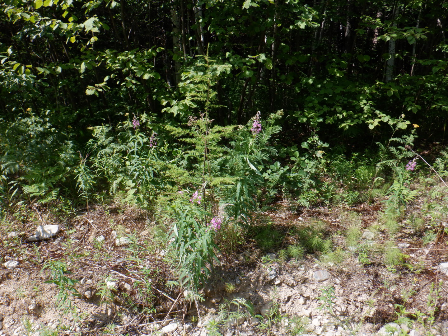 DSCF8337.JPG