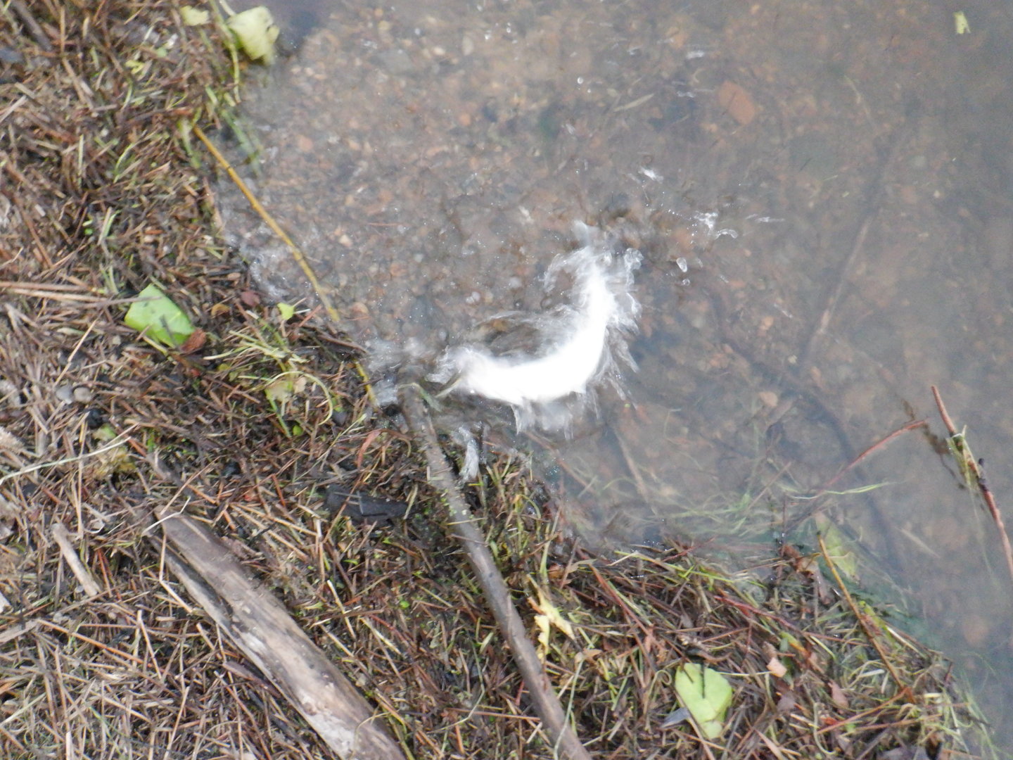 DSCF8348.JPG