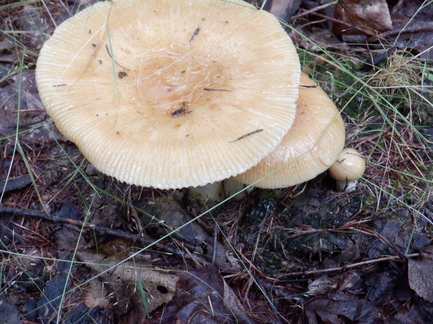 DSCF8382.JPG