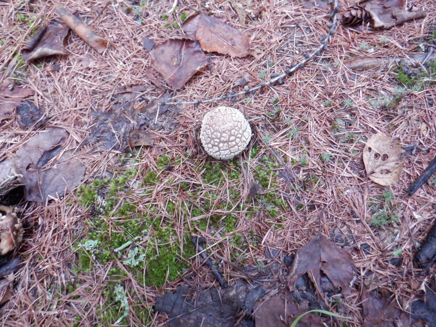 DSCF8384.JPG