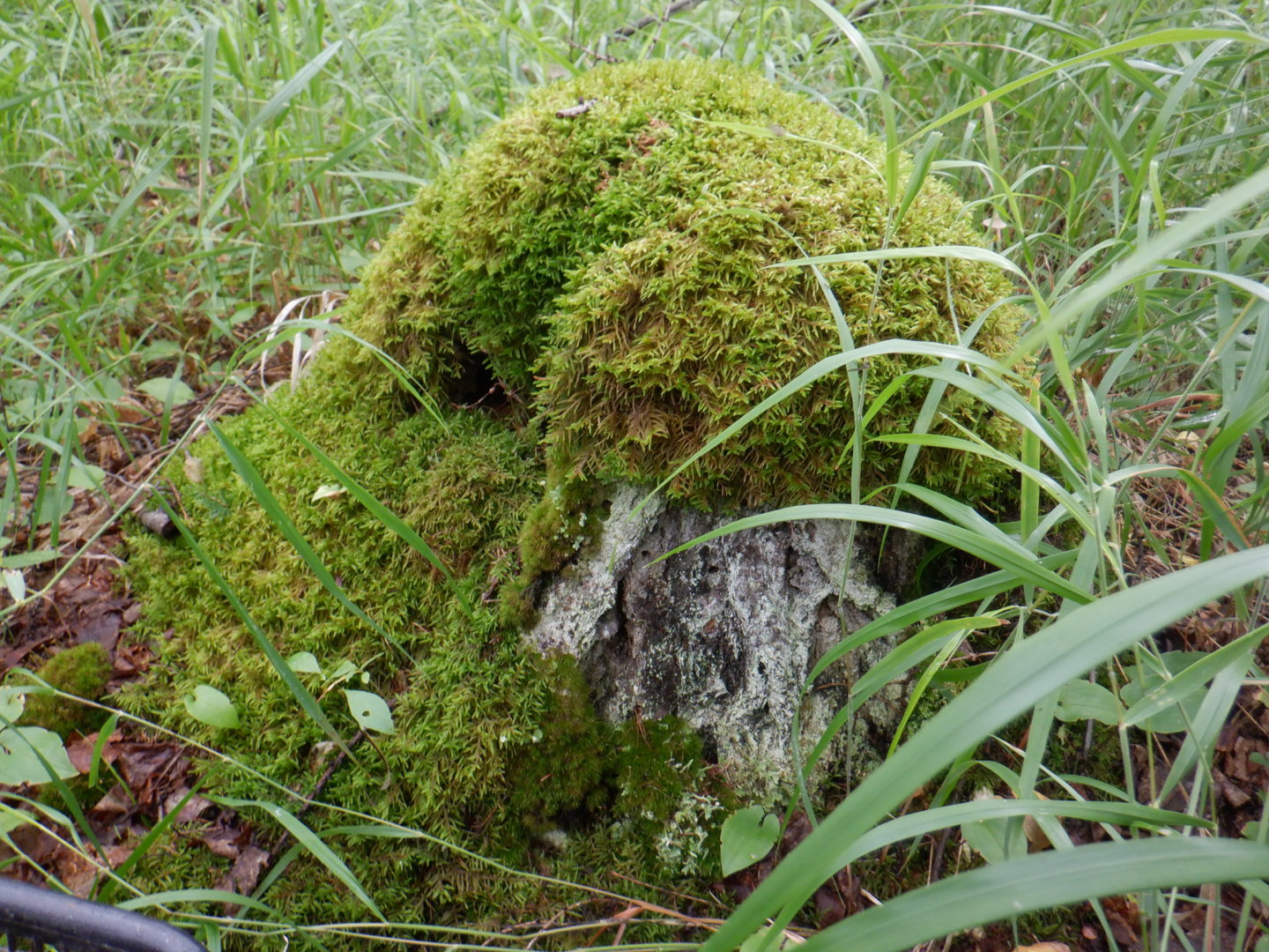 DSCF8385.JPG