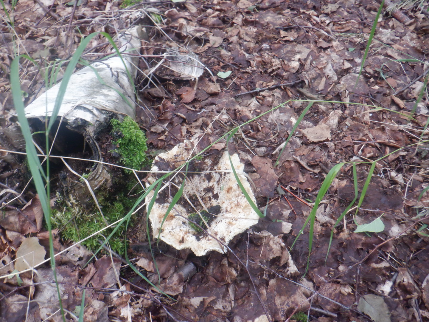 DSCF8410.JPG