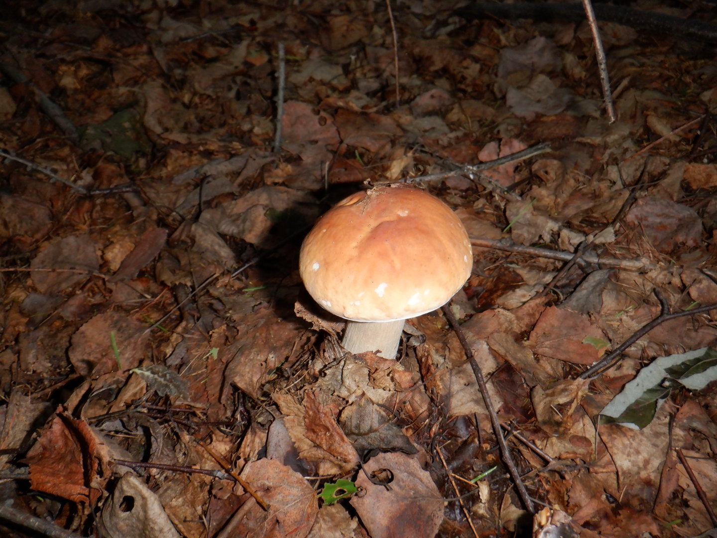 DSCF8418.JPG