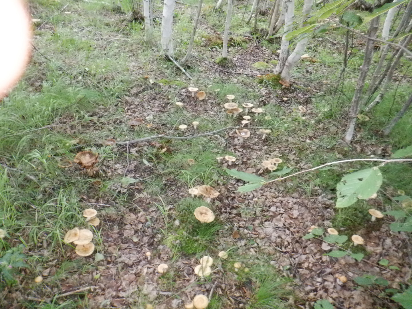 DSCF8421.JPG