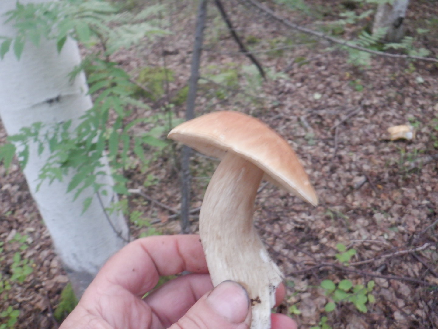 DSCF8442.JPG