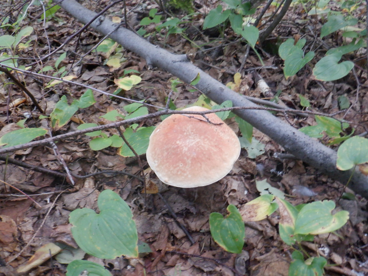 DSCF8445.JPG