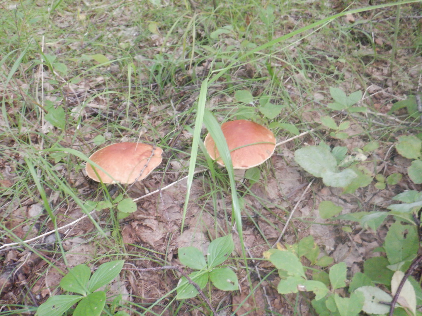 DSCF8450.JPG