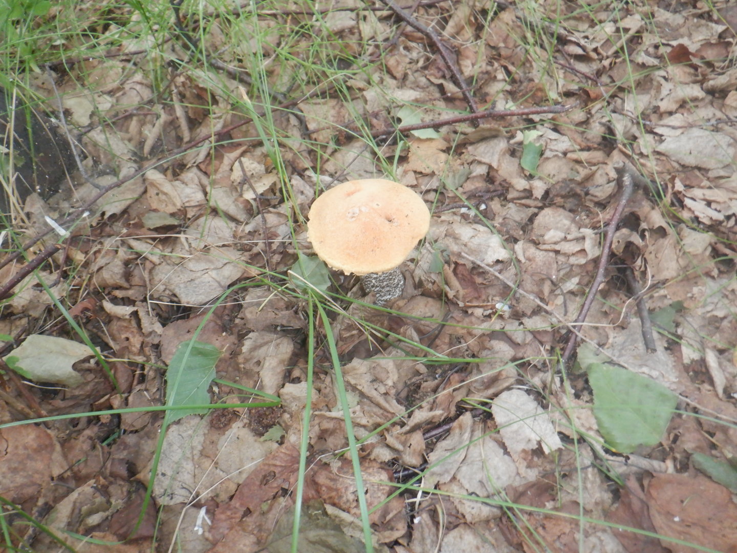 DSCF8454.JPG