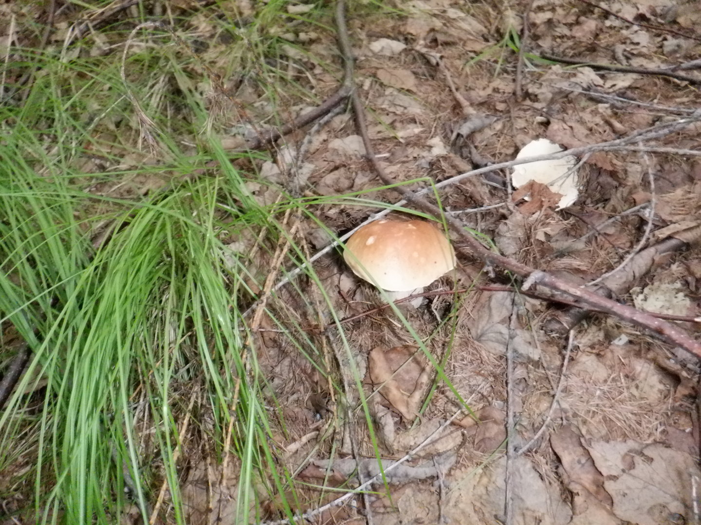 DSCF8461.JPG