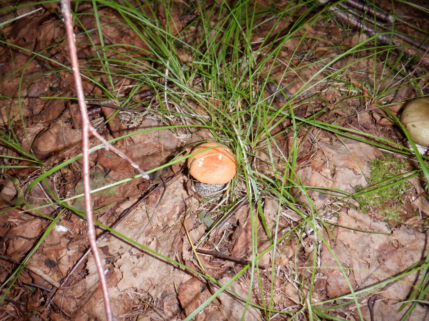 DSCF8462.JPG