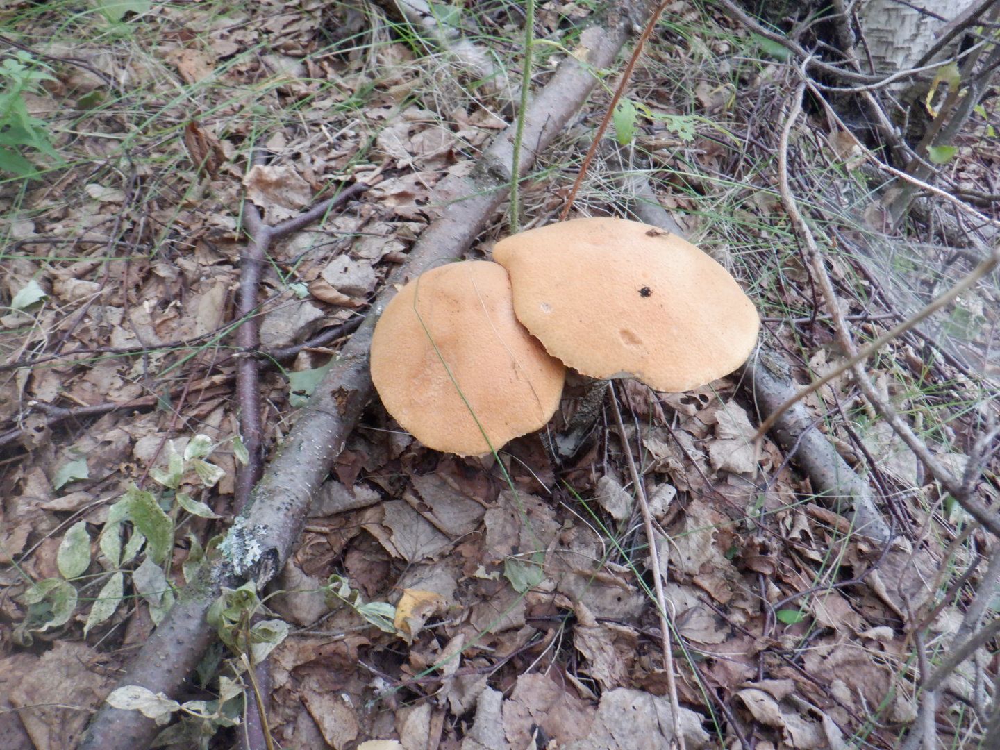 DSCF8492.JPG