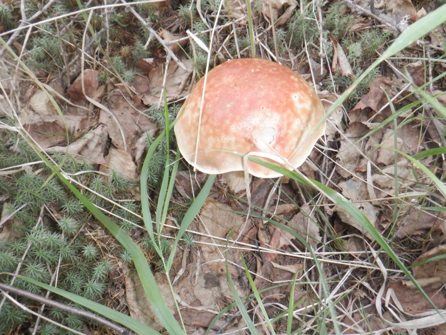 DSCF8510.JPG