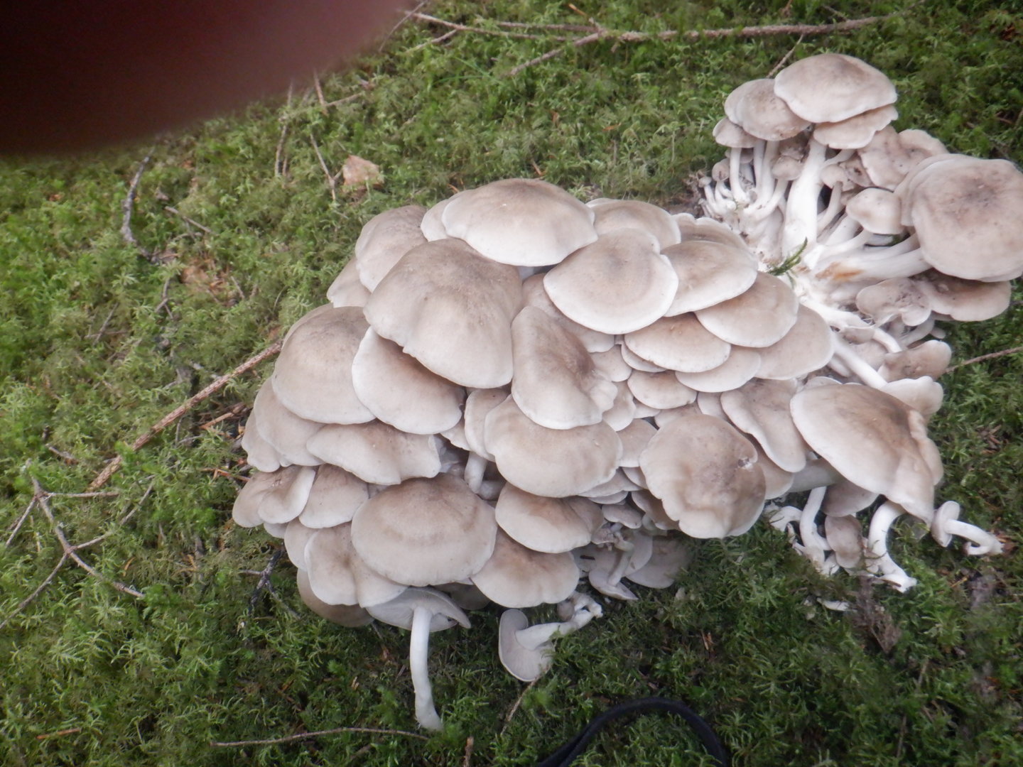 DSCF8541.JPG