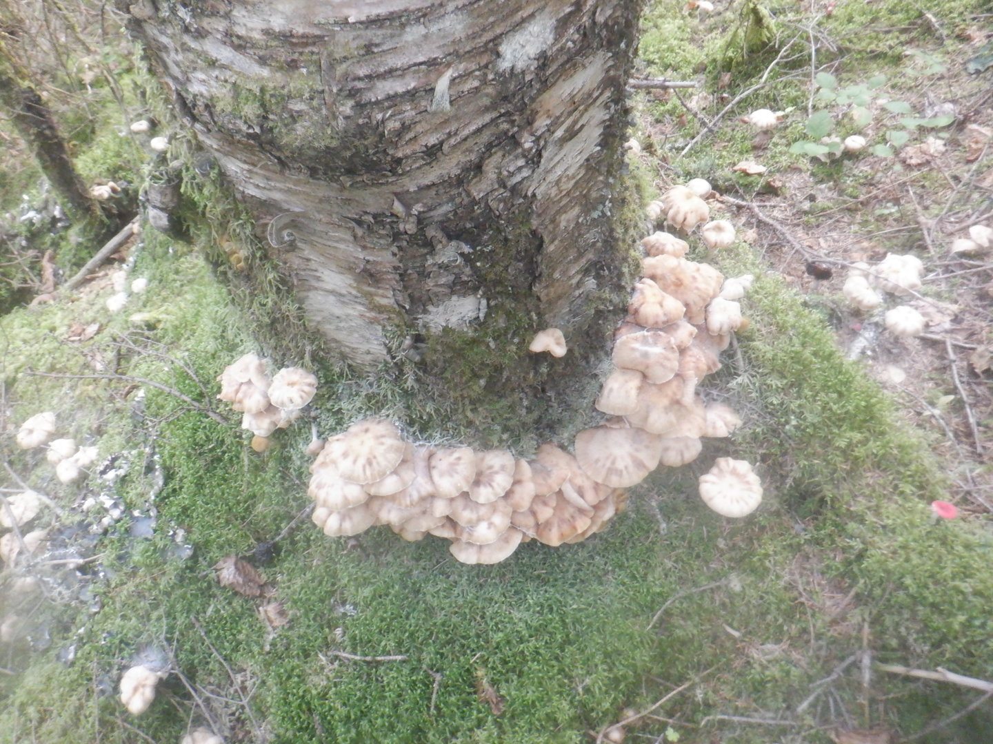 DSCF8569.JPG