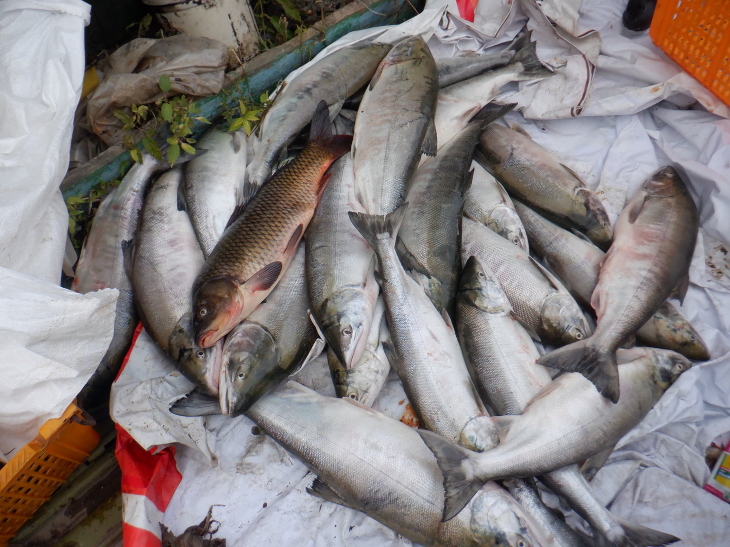 DSCF8618.JPG