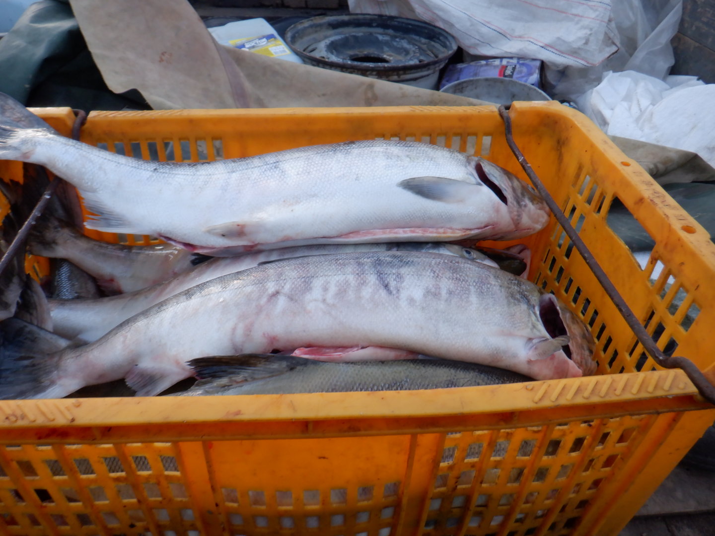 DSCF8636.JPG