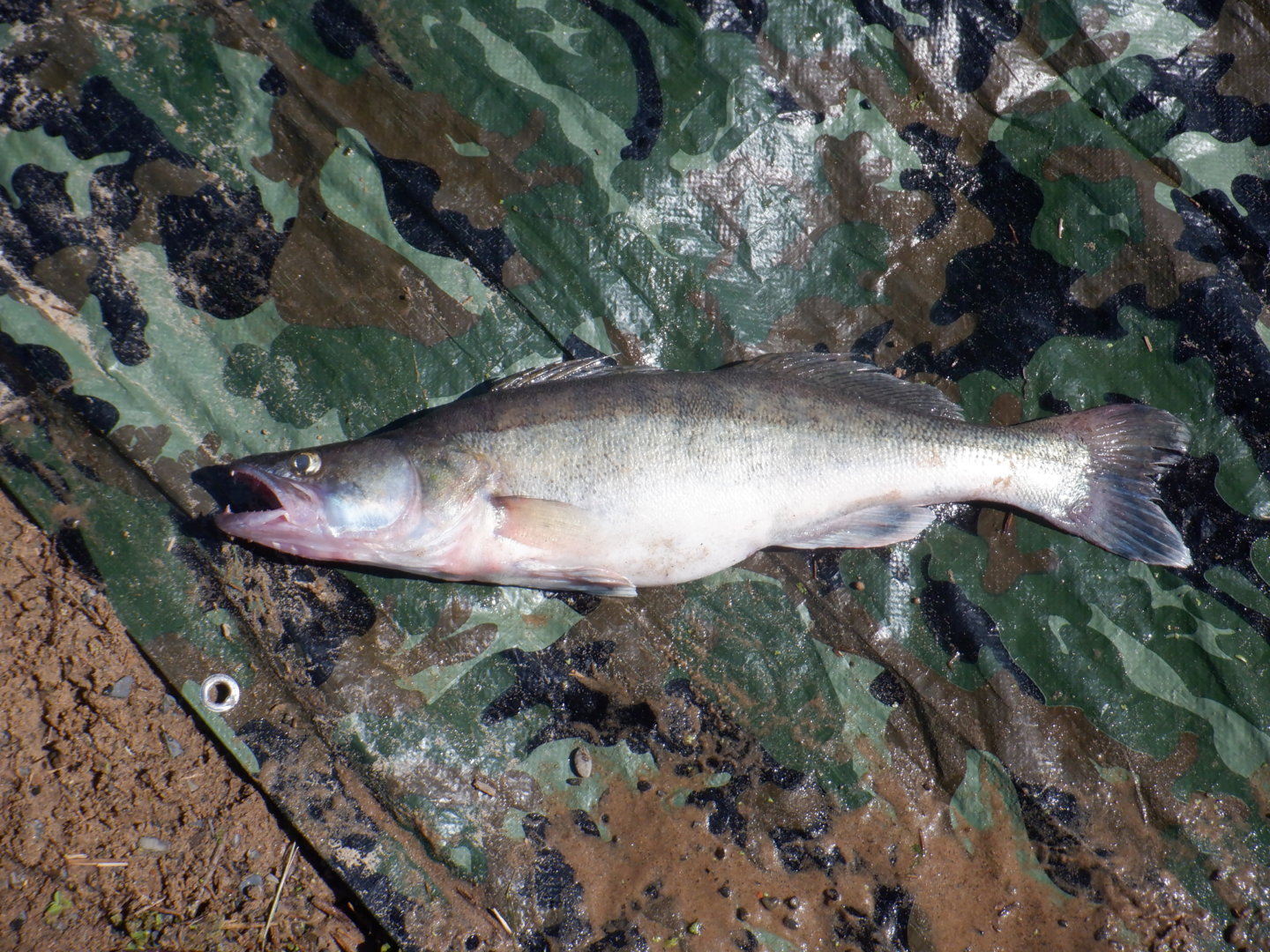 DSCF8672.JPG