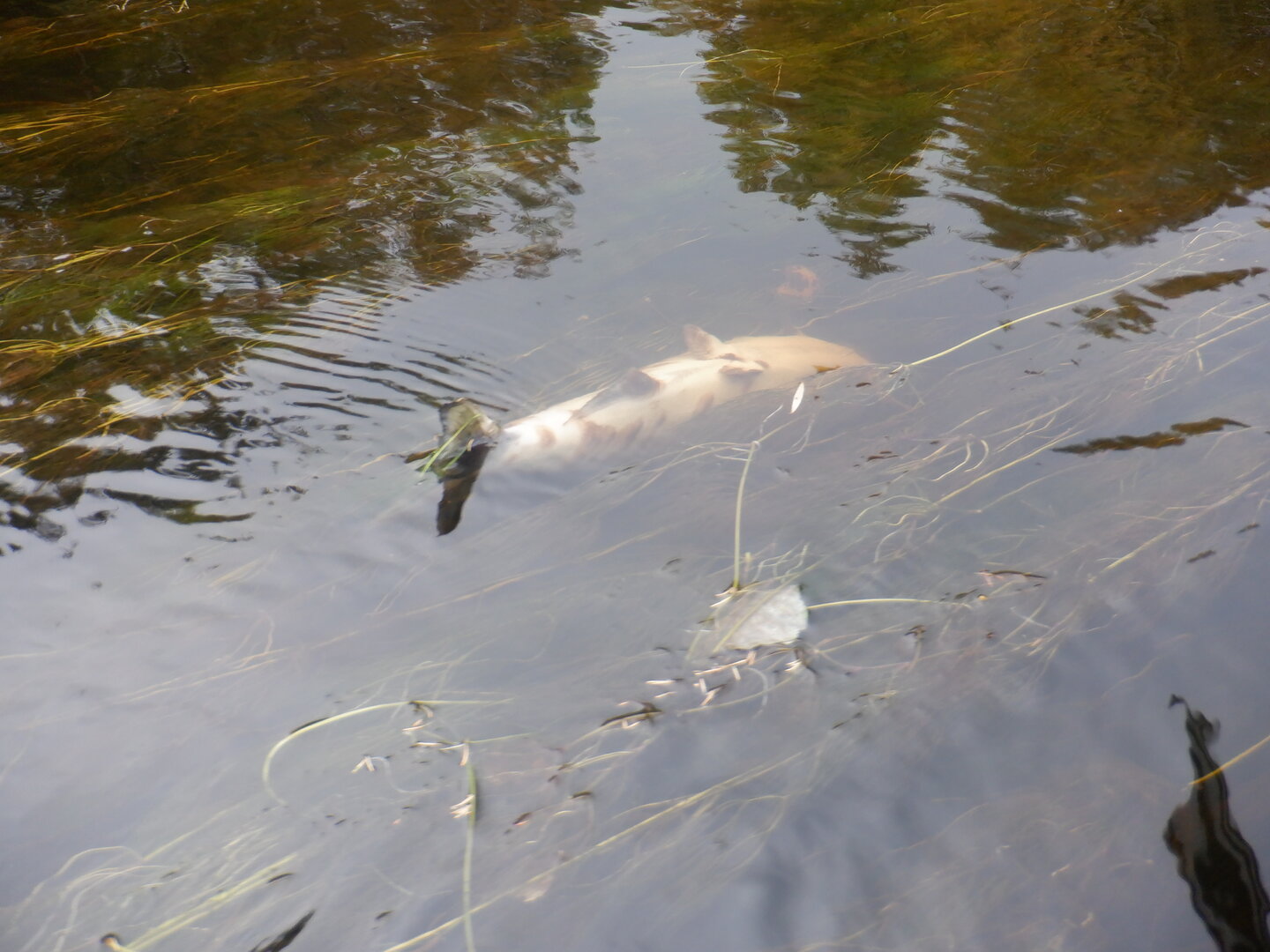 DSCF9036.JPG