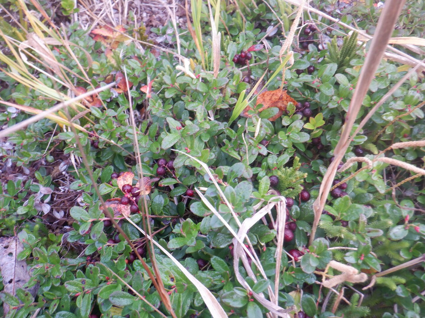 DSCF9055.JPG