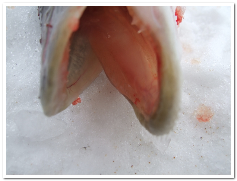 DSCF9068.jpg