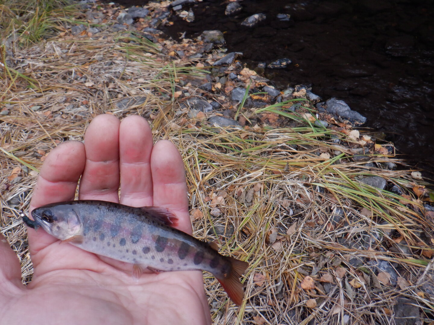 DSCF9080.JPG