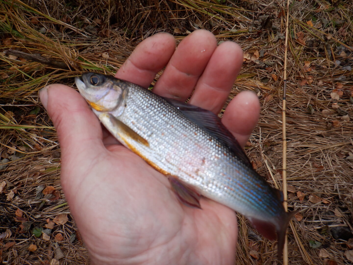 DSCF9083.JPG