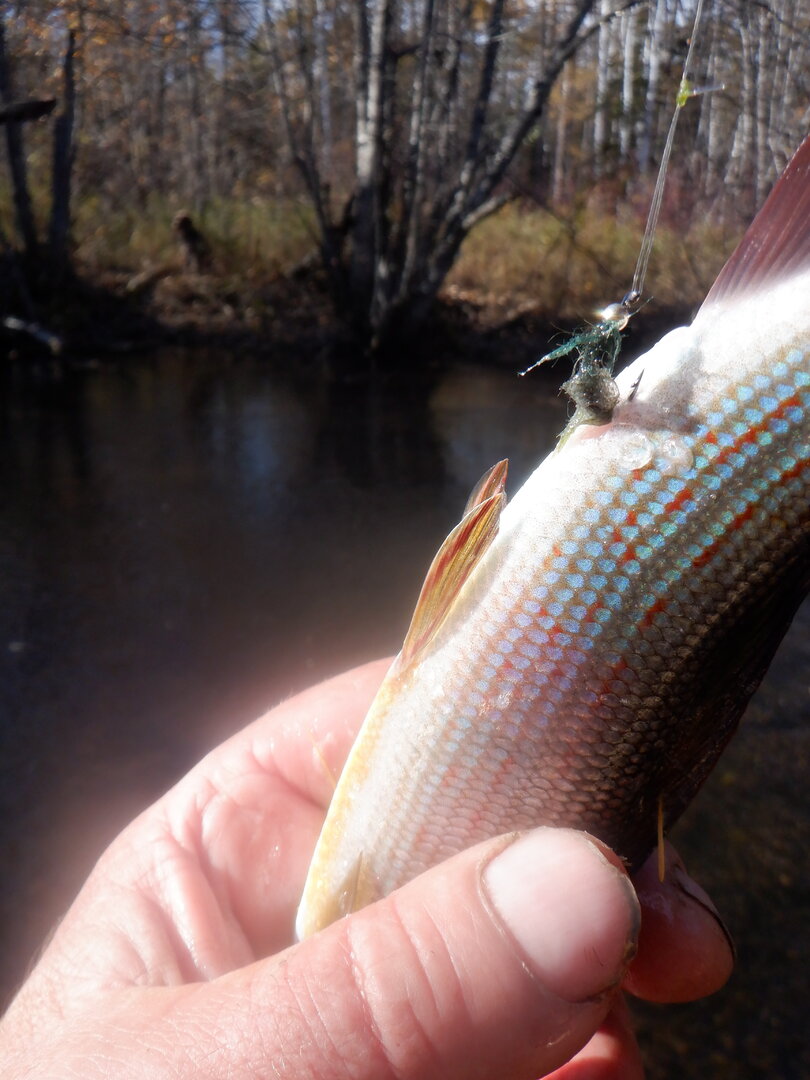 DSCF9088.JPG