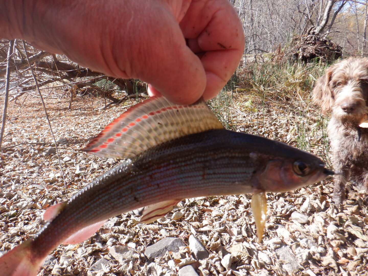 DSCF9090.JPG