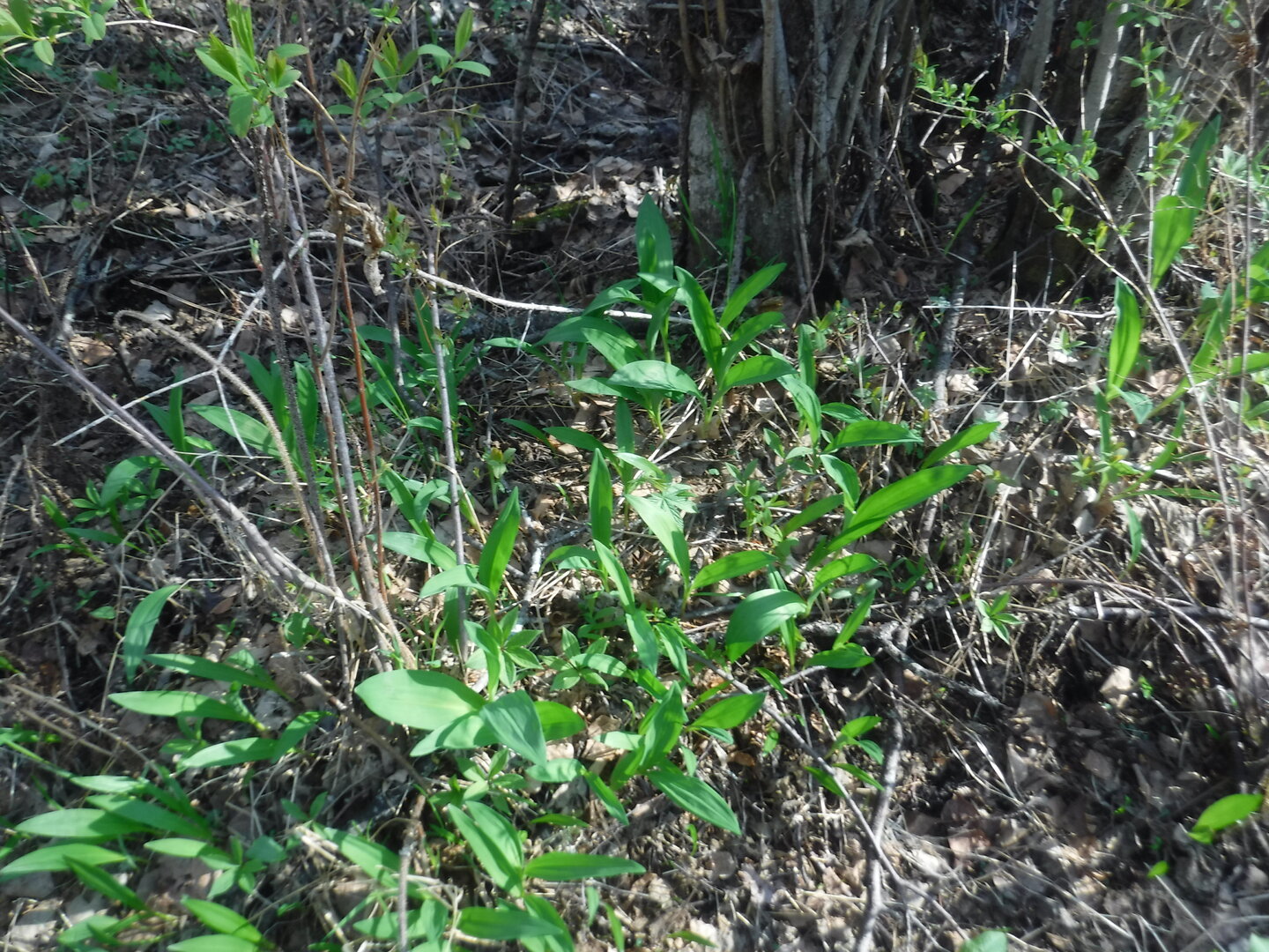 DSCF9136.JPG