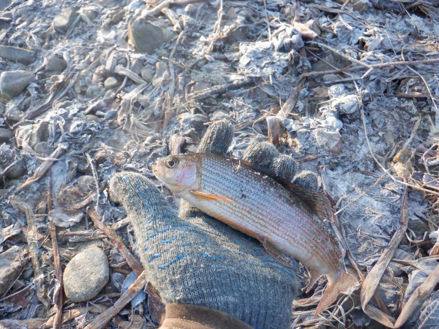 DSCF9151.JPG