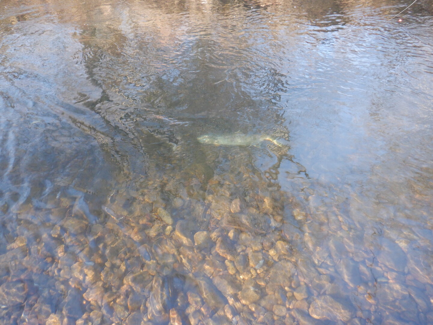 DSCF9154.JPG