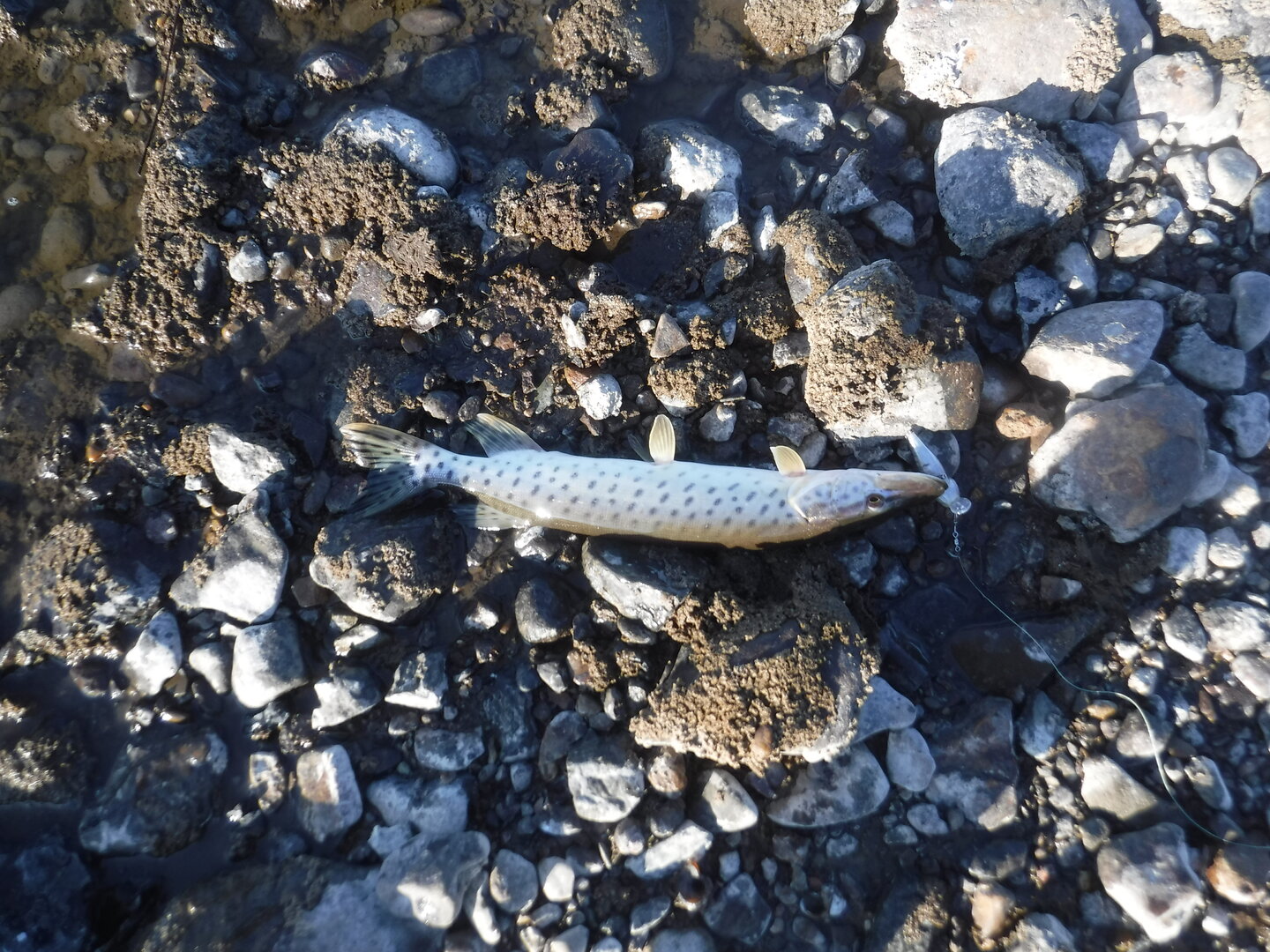 DSCF9159.JPG