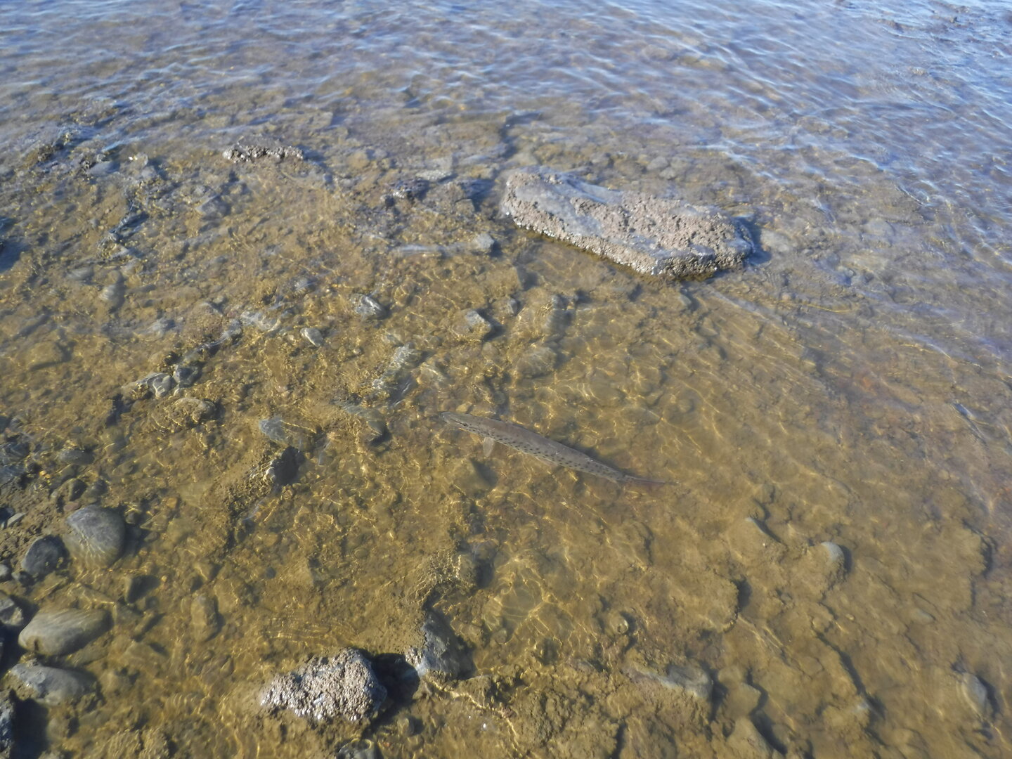 DSCF9171.JPG